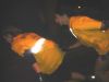 DSC04765.JPG